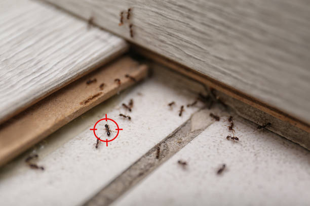 Best Pest Control for Restaurants  in Forest Heights, MD