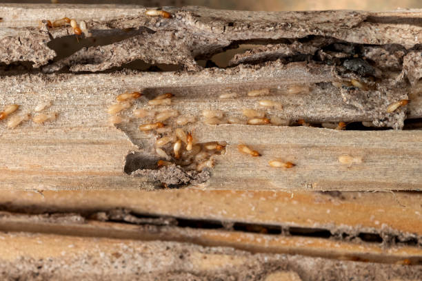Pest Control for Restaurants in Forest Heights, MD